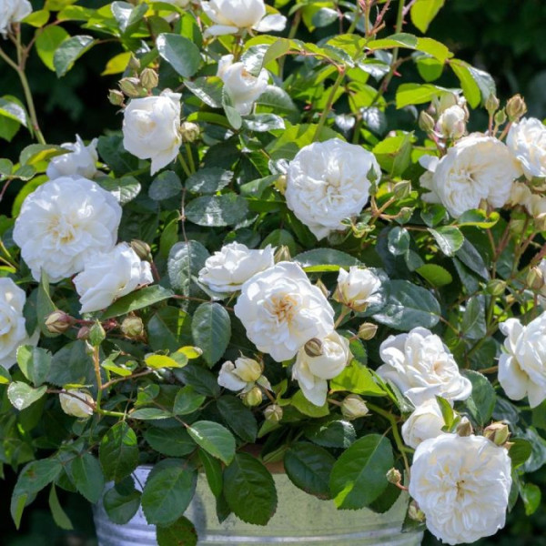 MARINA PICASSO® Meidyceus MARINA PICASSO® Meidyceus